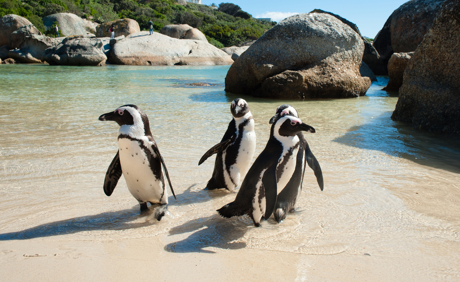 Four penguins stand on a beach with boulders and greenery in the background.
