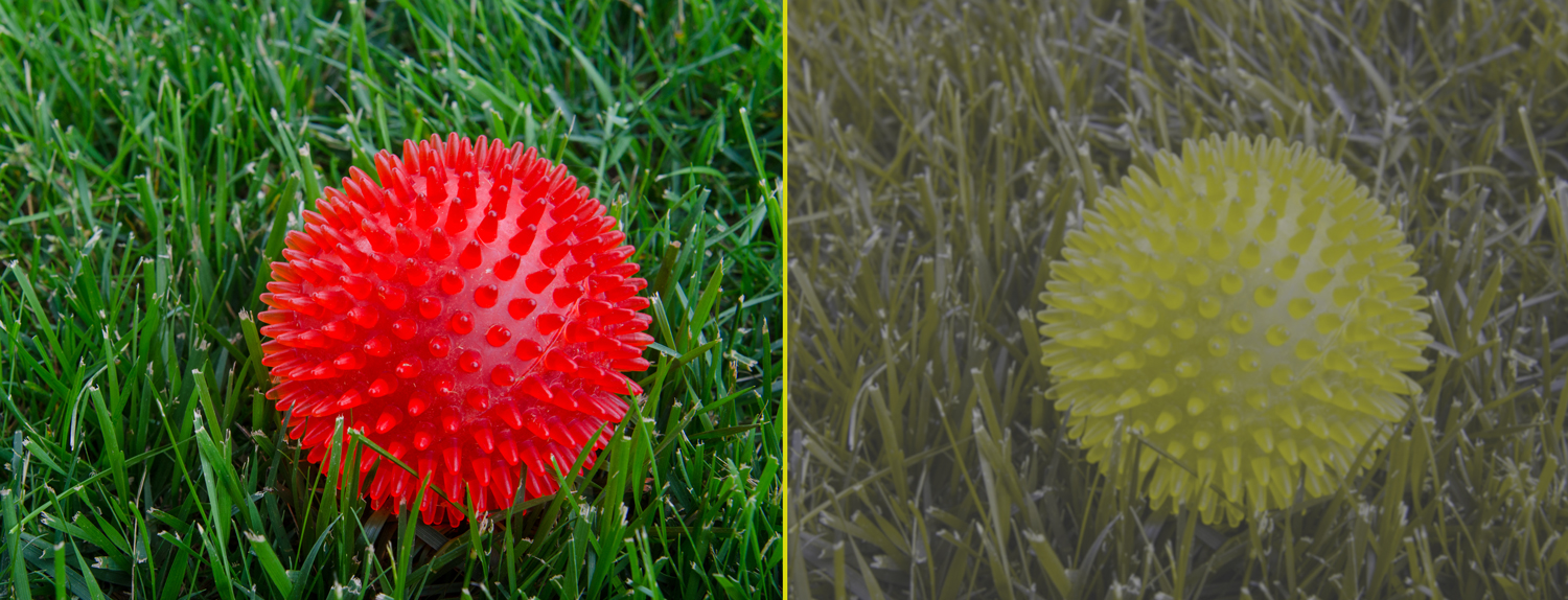 Side by side versions of a photo. One shows a red ball on green grass and the other shows the same ball in yellow on faded green grass.