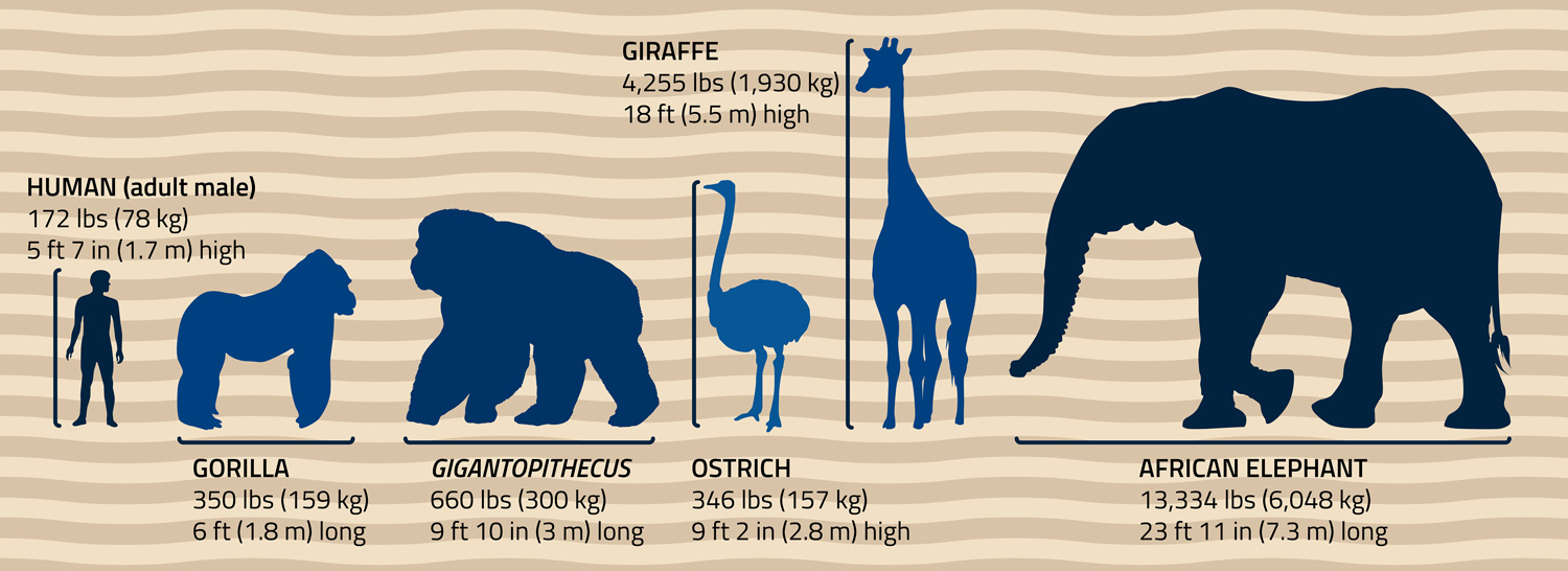 Lineup of a human, an ostrich, Gigantopithecus, a white rhino, a giraffe, an African elephant and a gorilla with their heights and weights.