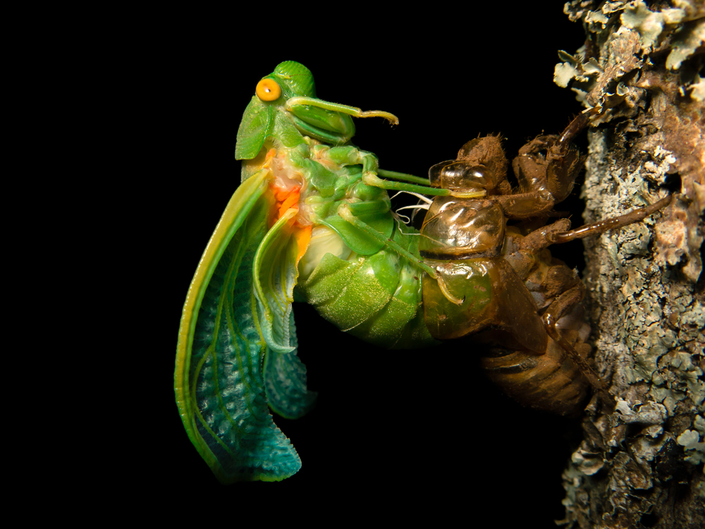 A green cicada with wings emerges from a brown exoskeleton on the side of a tree.