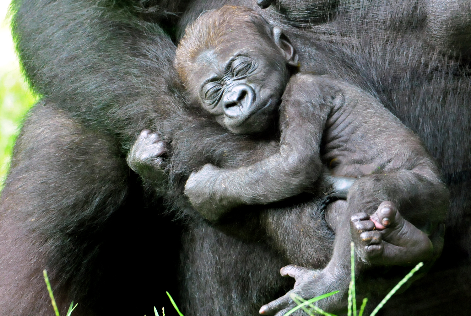 A baby gorilla sleeps in the arms of an adult gorilla.