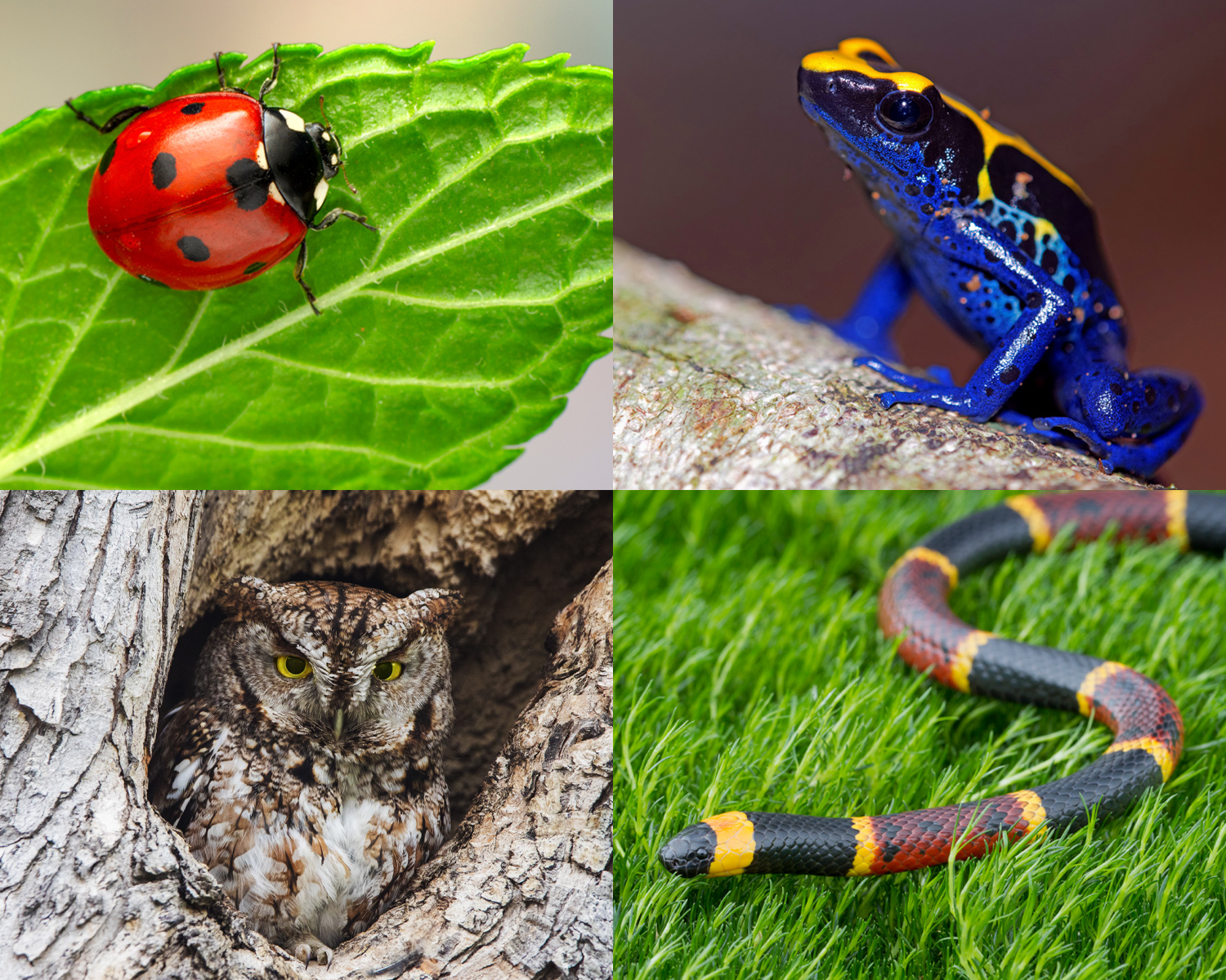 A ladybug on a leaf, a poison dart frog on a log, an eastern coral snake in grass, and a screech owl in a hollow tree trunk.