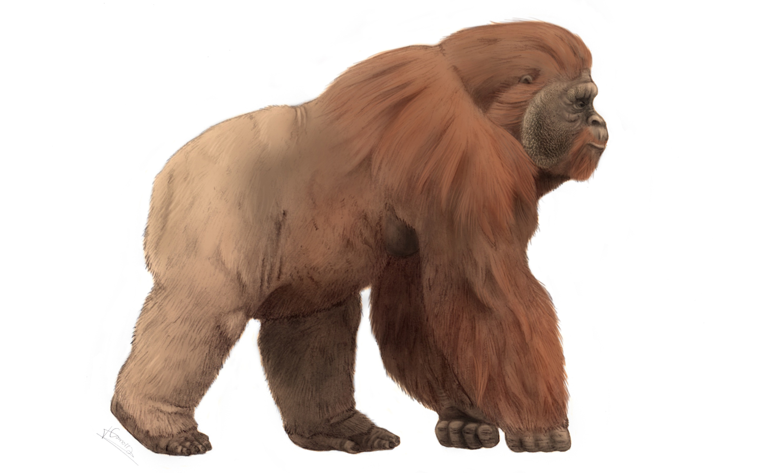 Side view of a large primate walking on all fours with a white background.