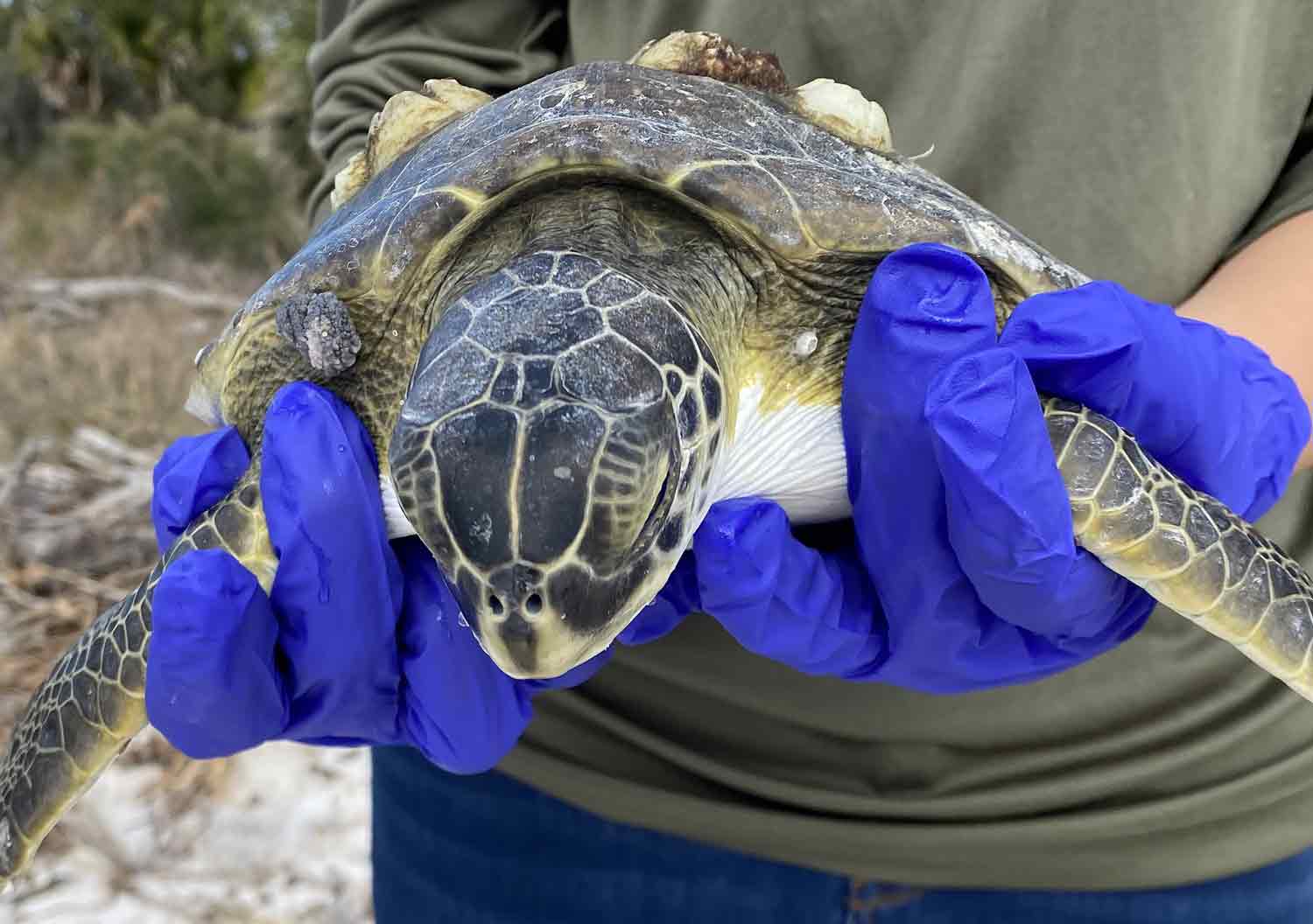 A sea turtle is shown close up, being held by a person wearing blue gloves.