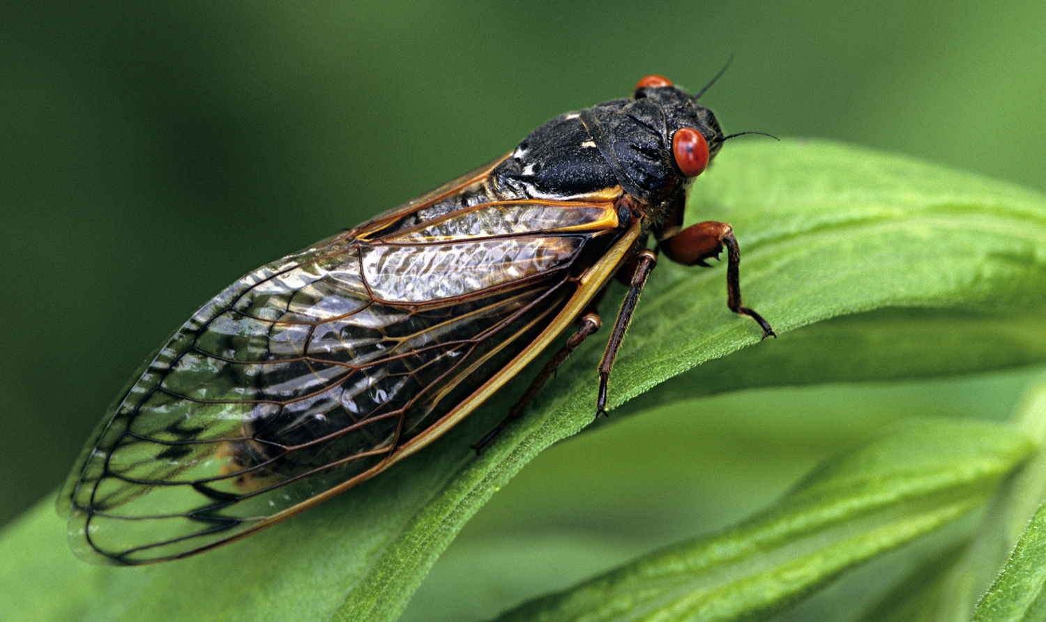 An adult cicada with a black body, large wings, and red eyes sits on a leaf.