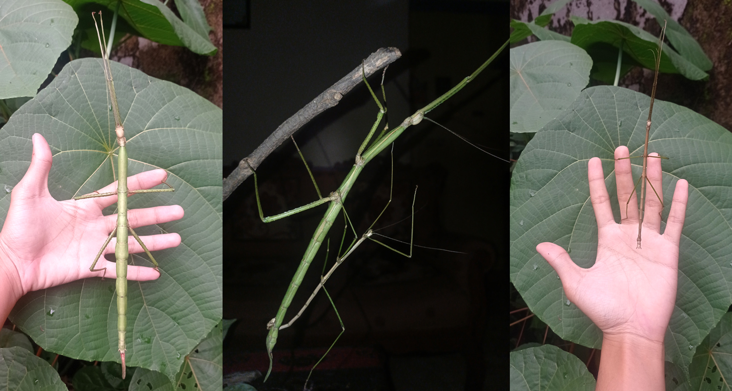 Three panels show a stick bug resting on a hand over a leaf and sitting on the end of a stick.