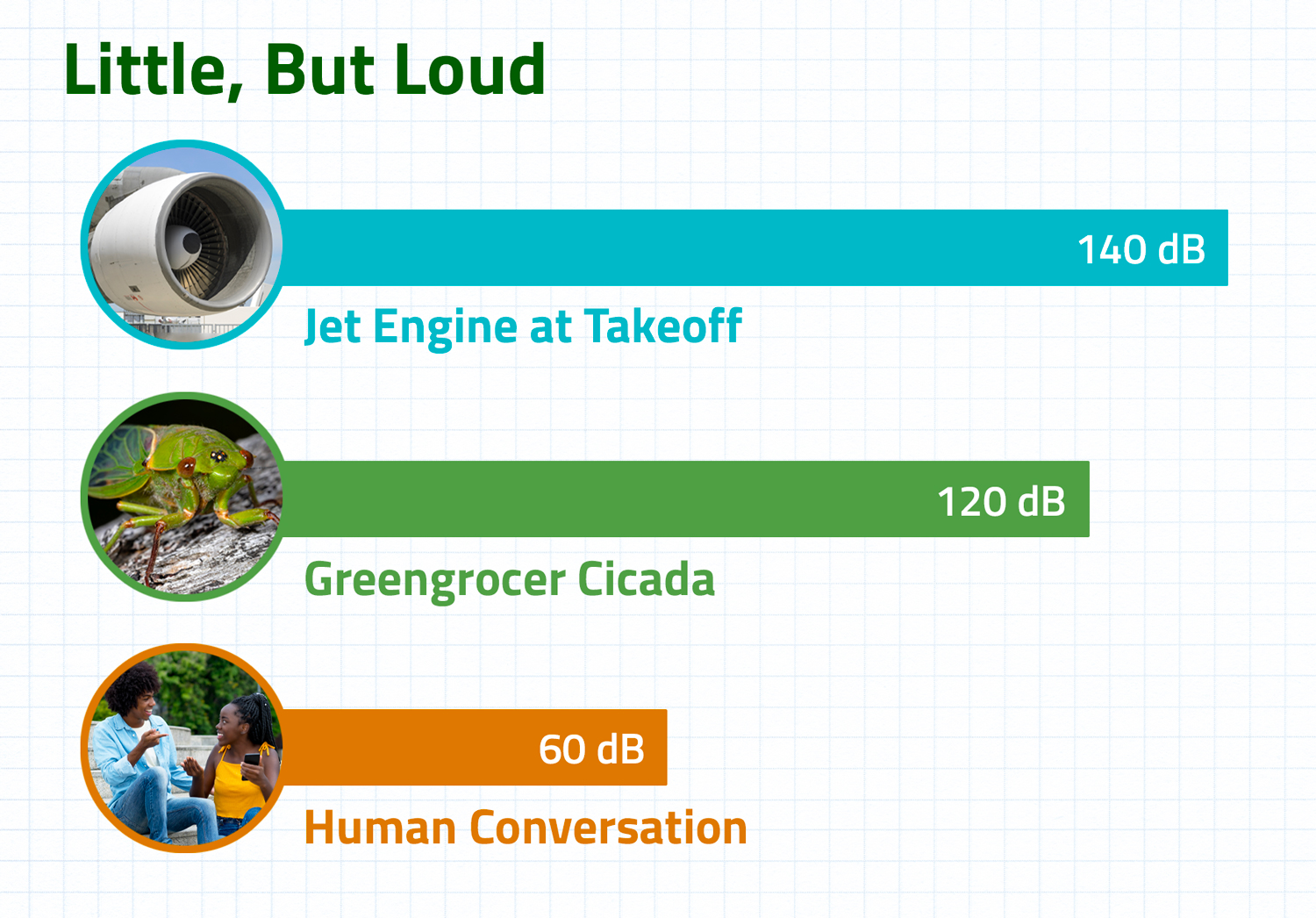 Comparison of the decibel levels of the greengrocer cicada, a jet engine, and human conversation.