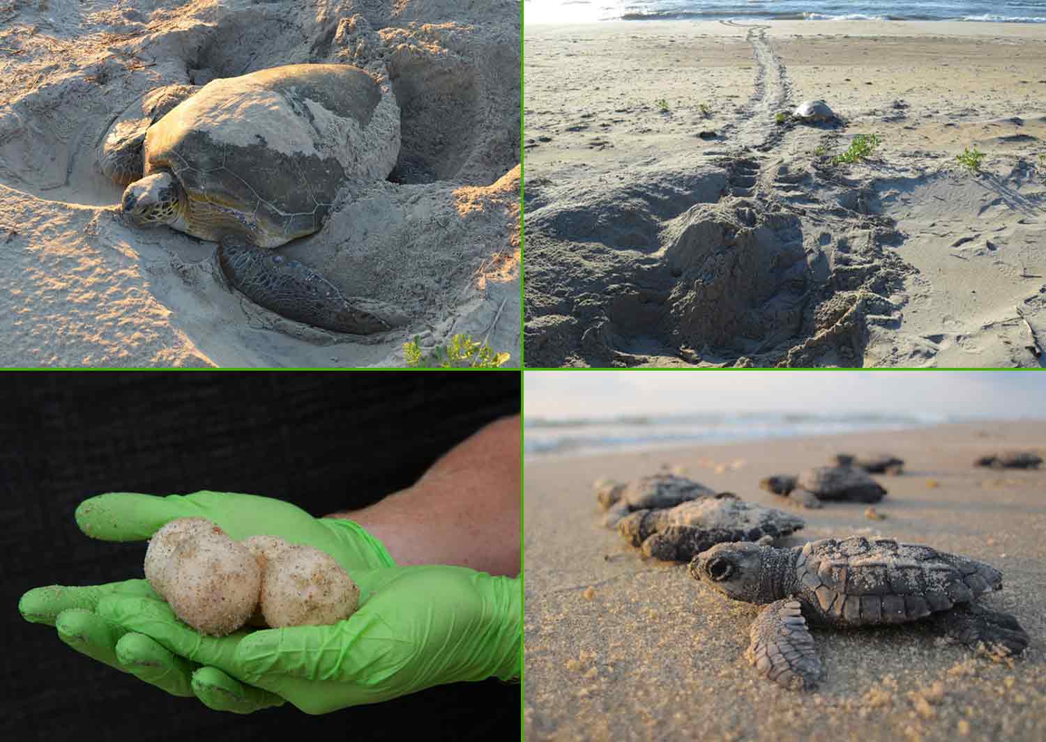Photos of a turtle in a sand nest, turtle eggs held in gloved hands, a turtle on a beach moving toward the water, and turtle hatchlings on sand facing the water.