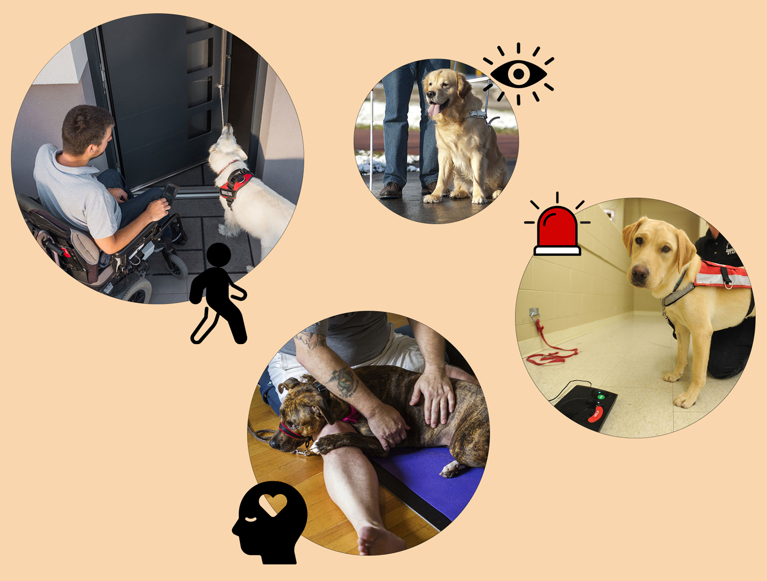 Photos of a guide dog, a mobility support dog, a psychiatric service dog, and a medical alert dog at work.