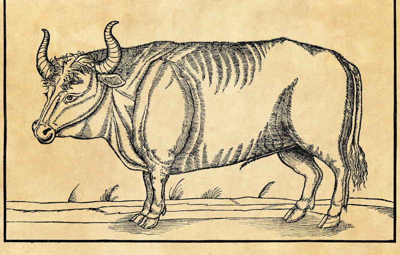 Illustration of a bull-like animal with horns.
