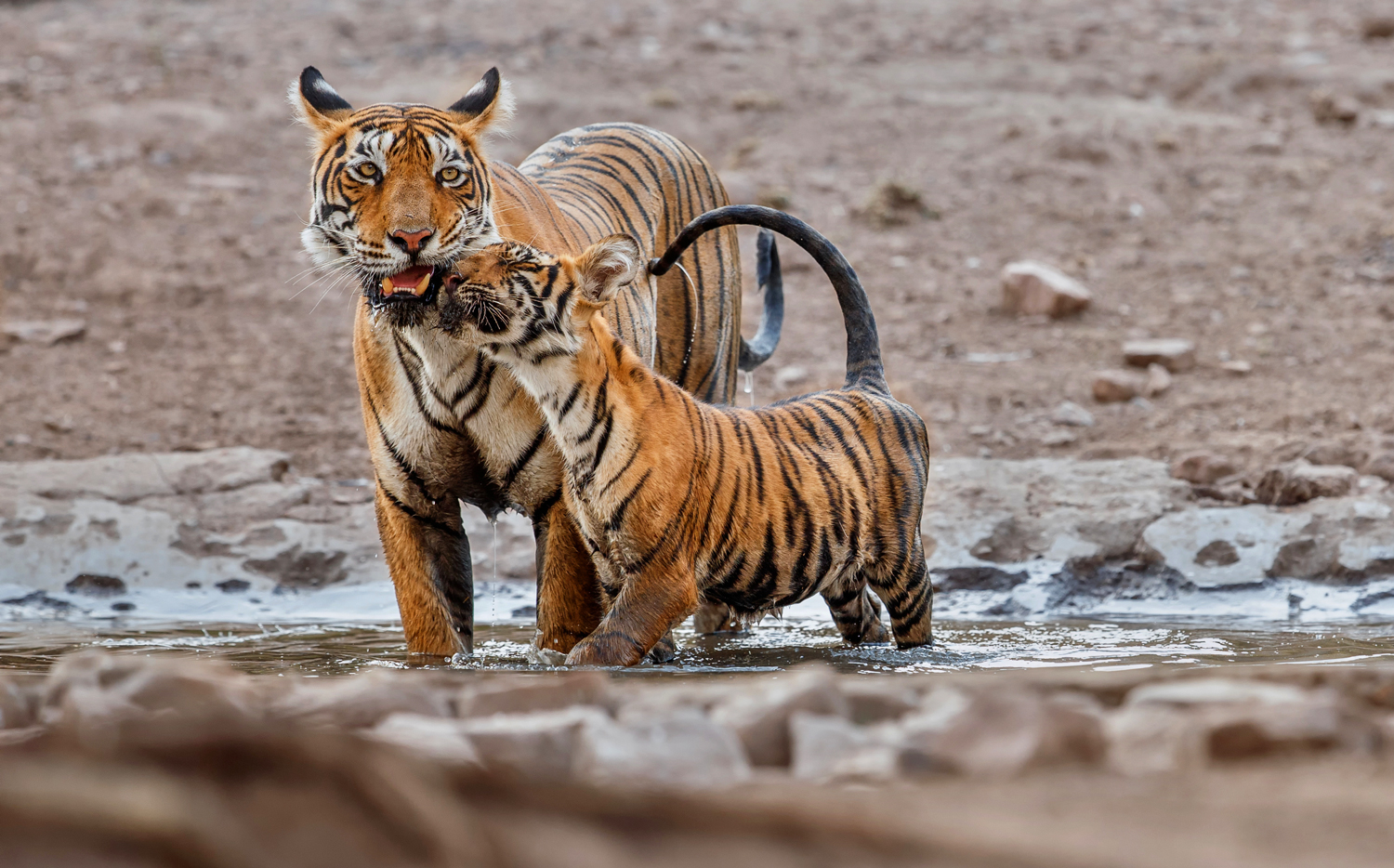 A tiger cub nuzzles its mother as they stand in a puddle of water on a muddy plain.
