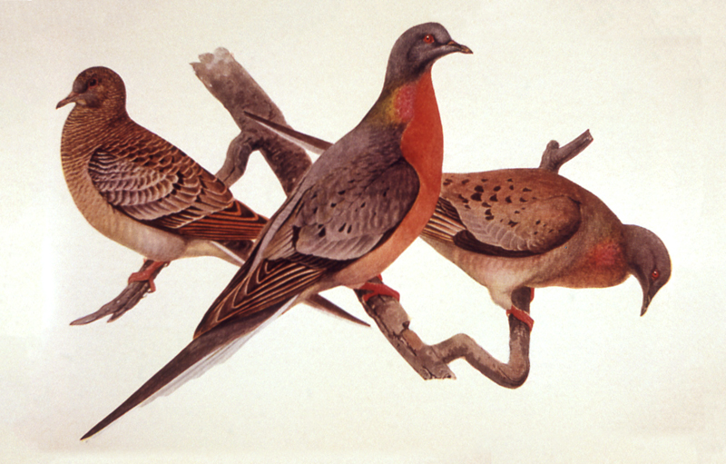 Illustration of three passenger pigeons on a branch