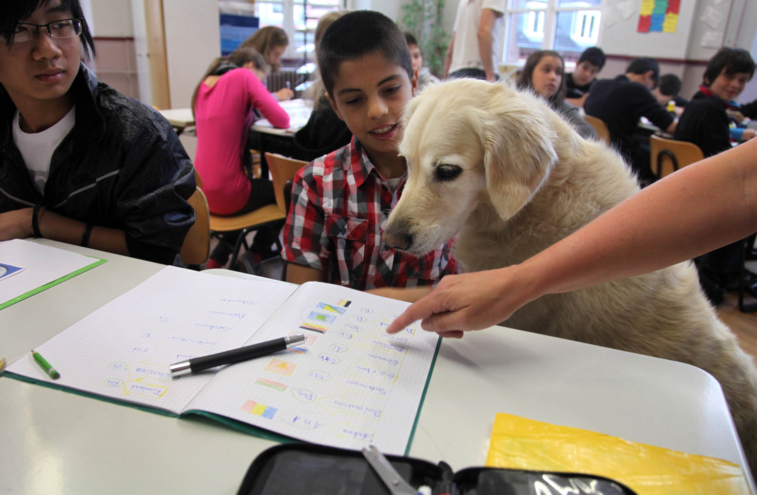 A golden retriever sits at a table with a student in a classroom.