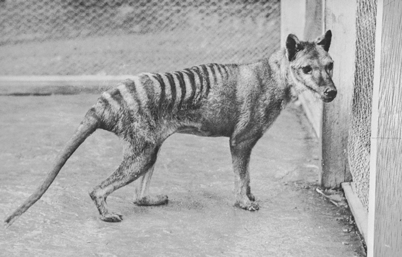 Black and white photo of a dog-like animal with a long tail and stripes on its back behind a wire fence.