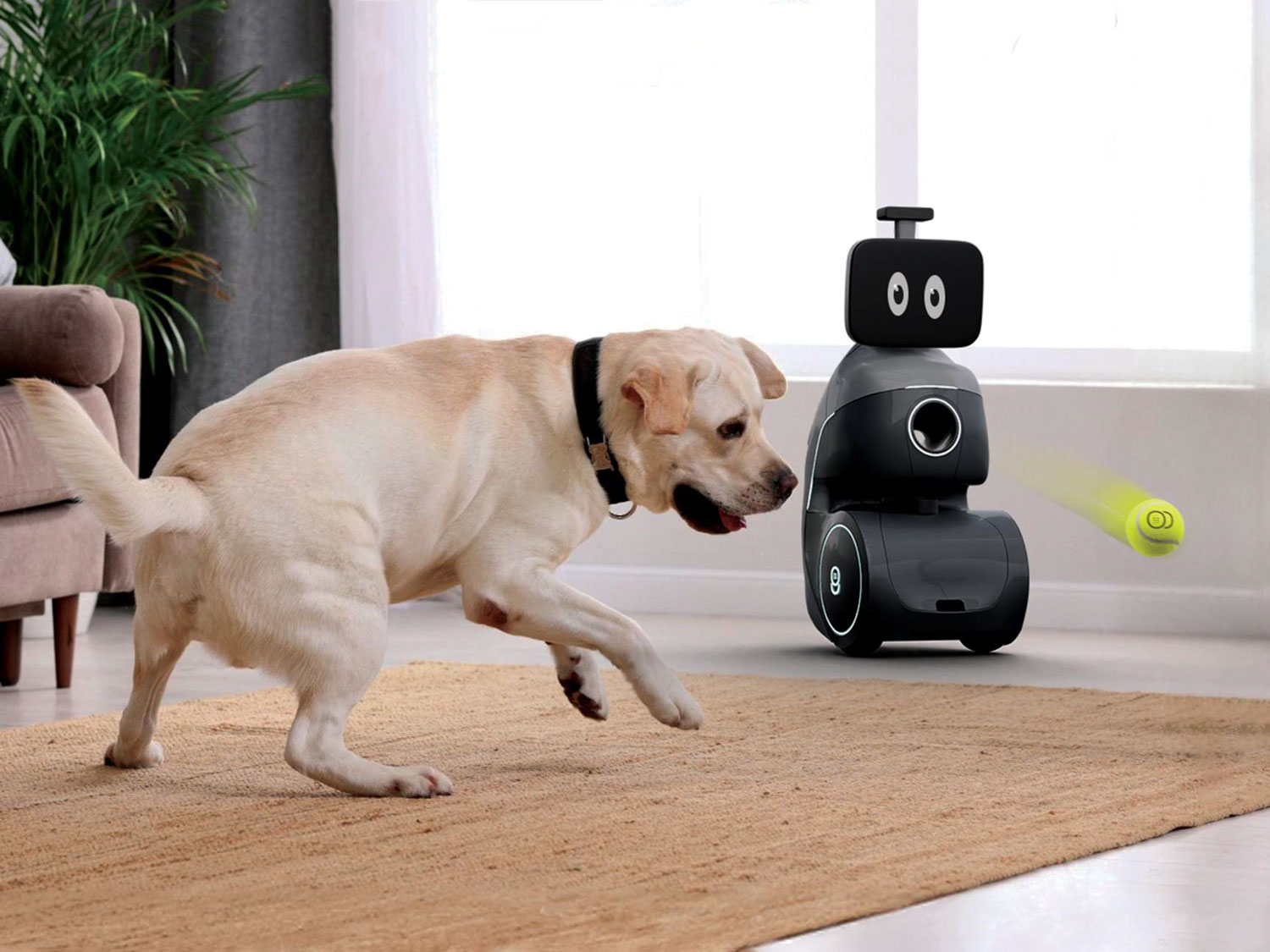 A yellow Labrador chases a ball that is flying away from a small robot in a living room.