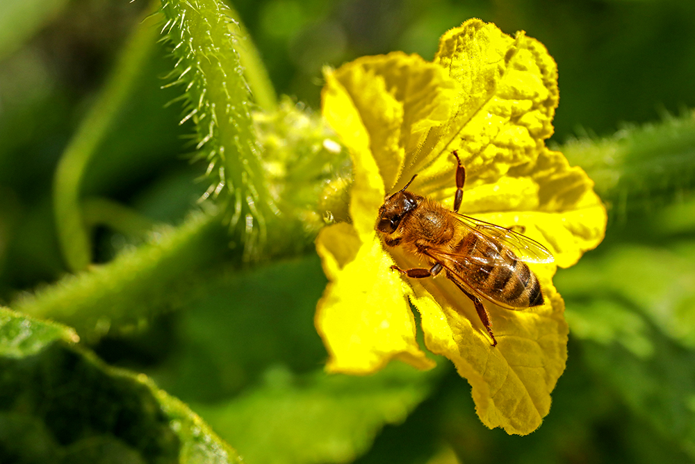 A honeybee collects nectar from a yellow flower.