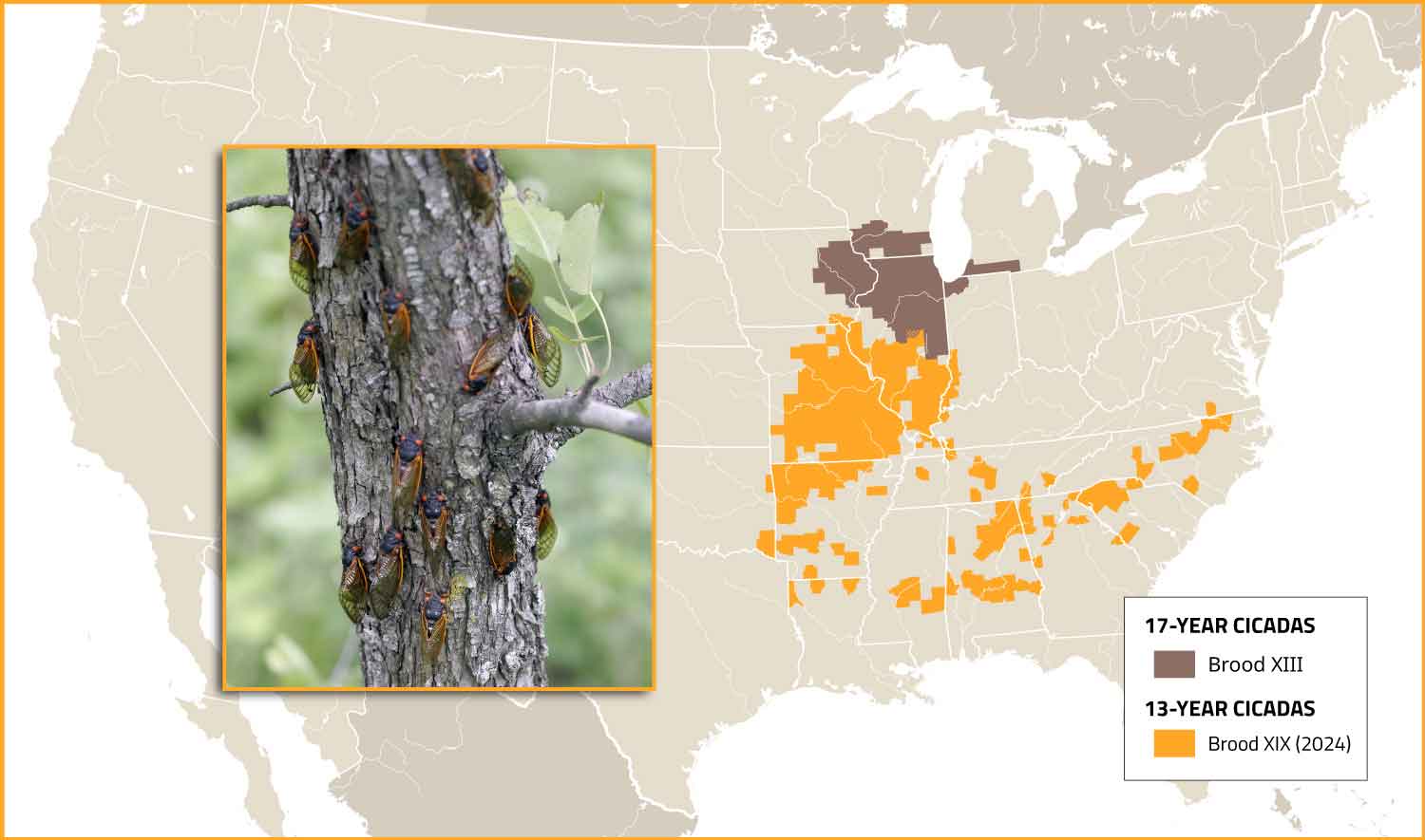 A map of the United States with the locations of the two broods indicated along with an inset of cicadas on a tree.