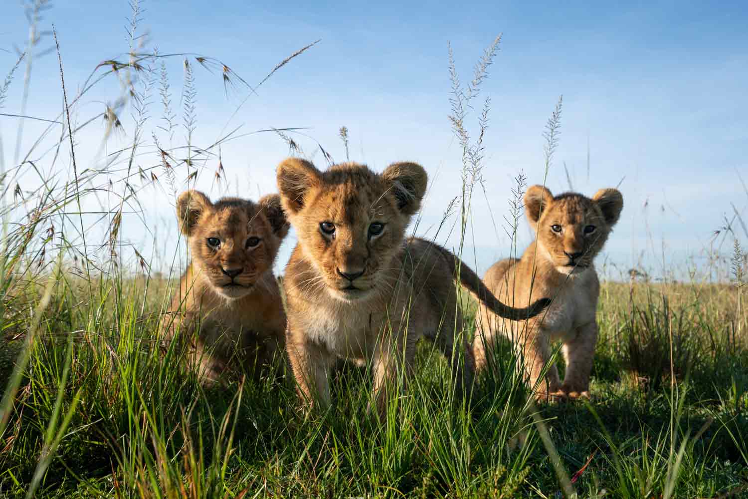 Three lion cubs stand in tall grass and look at the camera.