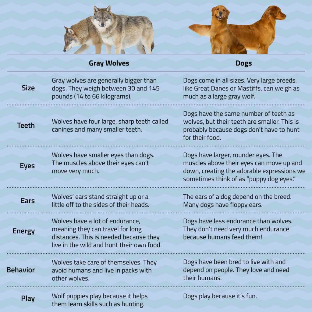 A table compares and contrasts different qualities of wolves and dogs.