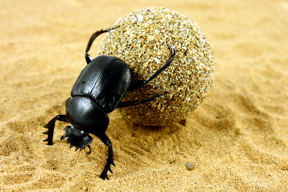 A dung beetle rolls manure in soil.