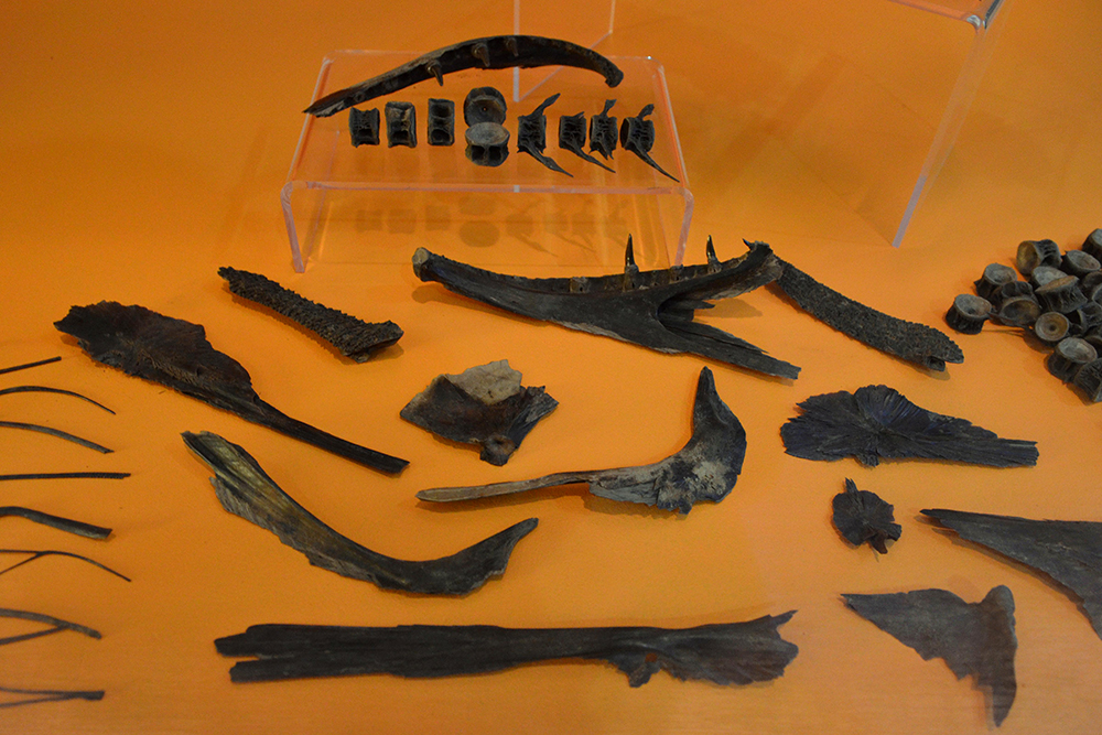 Preserved fish bones and scales are in a display case.