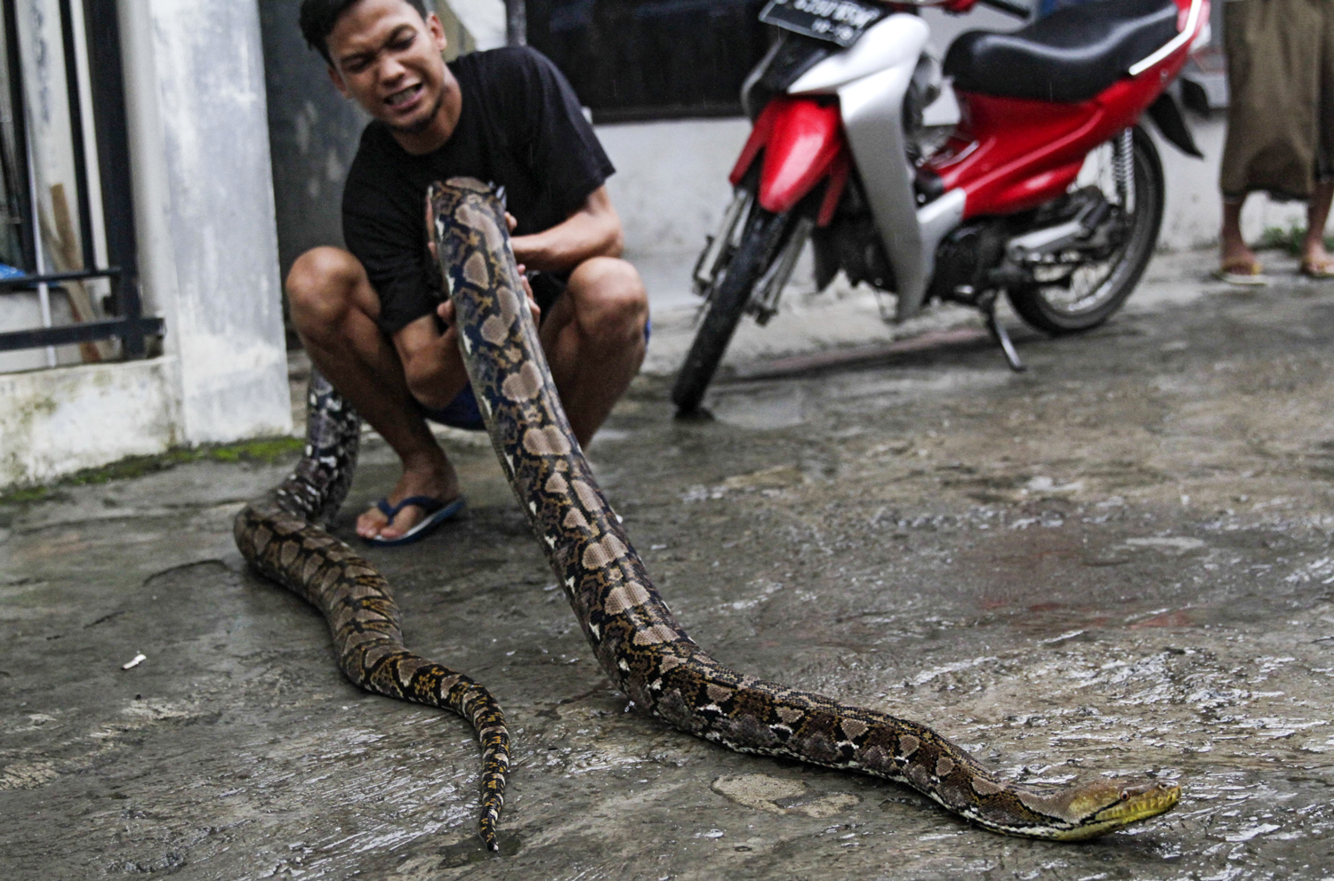 A man kneels on a street and holds a reticulated python with both hands.