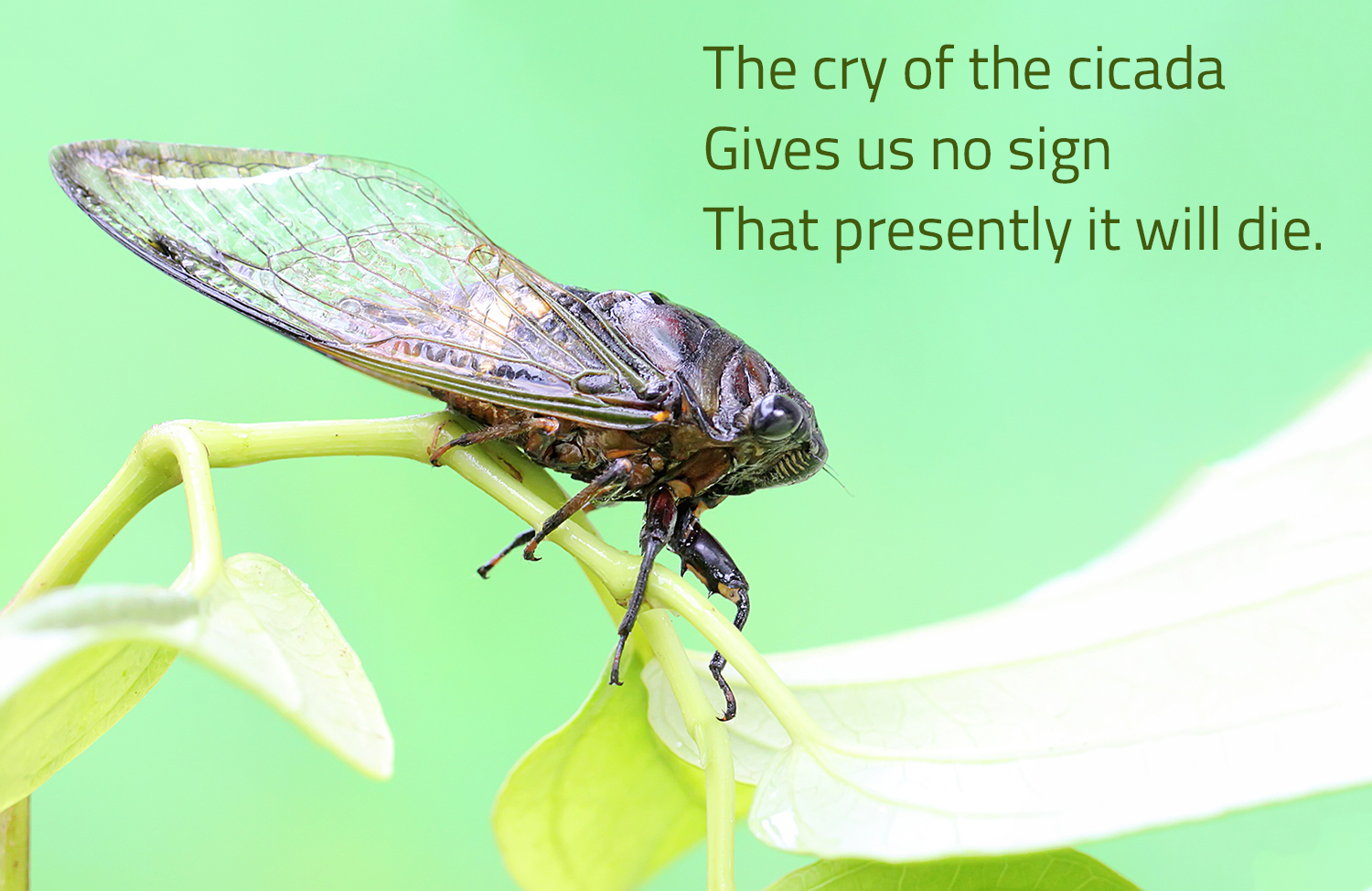 A haiku about a cicada is printed on an image of a cicada on a branch.