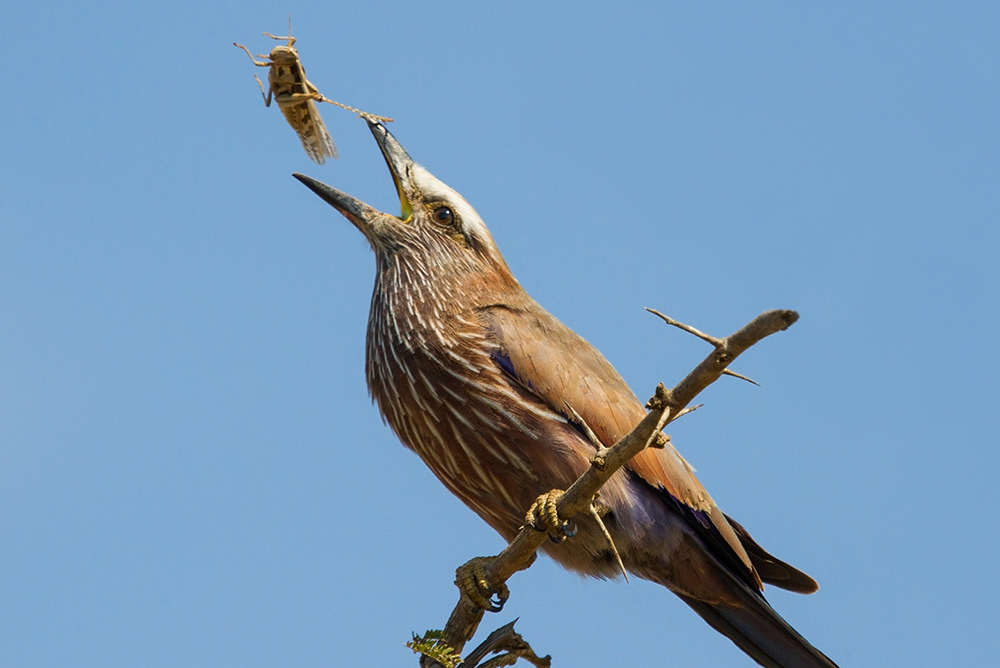 A bird on a branch is about to catch a grasshopper in its beak.