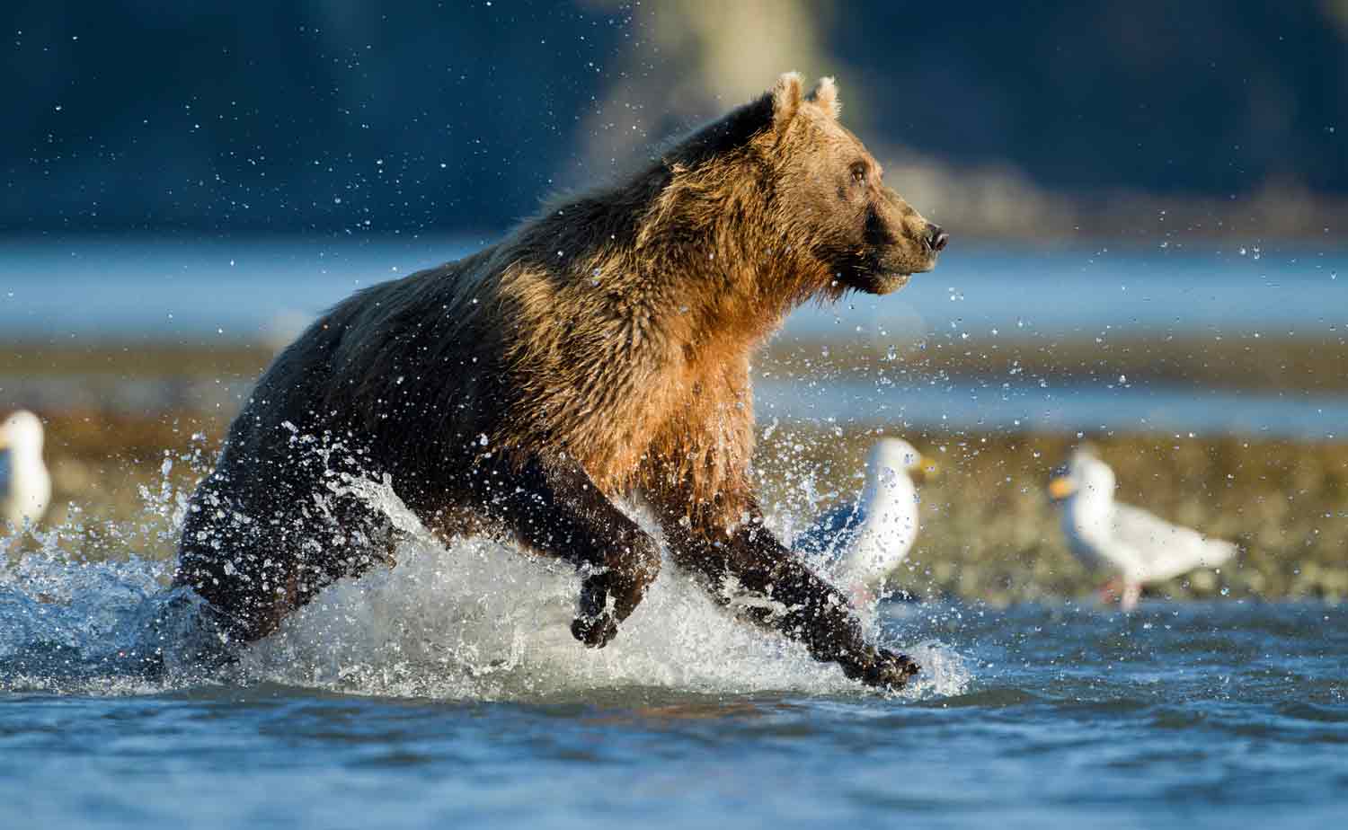A grizzly bear splashes in water with birds in the background.