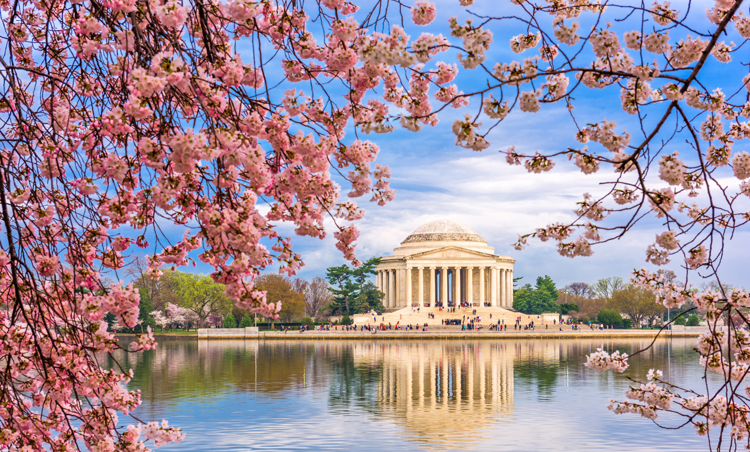 Cherry blossoms frame a view of the Jefferson Memorial.