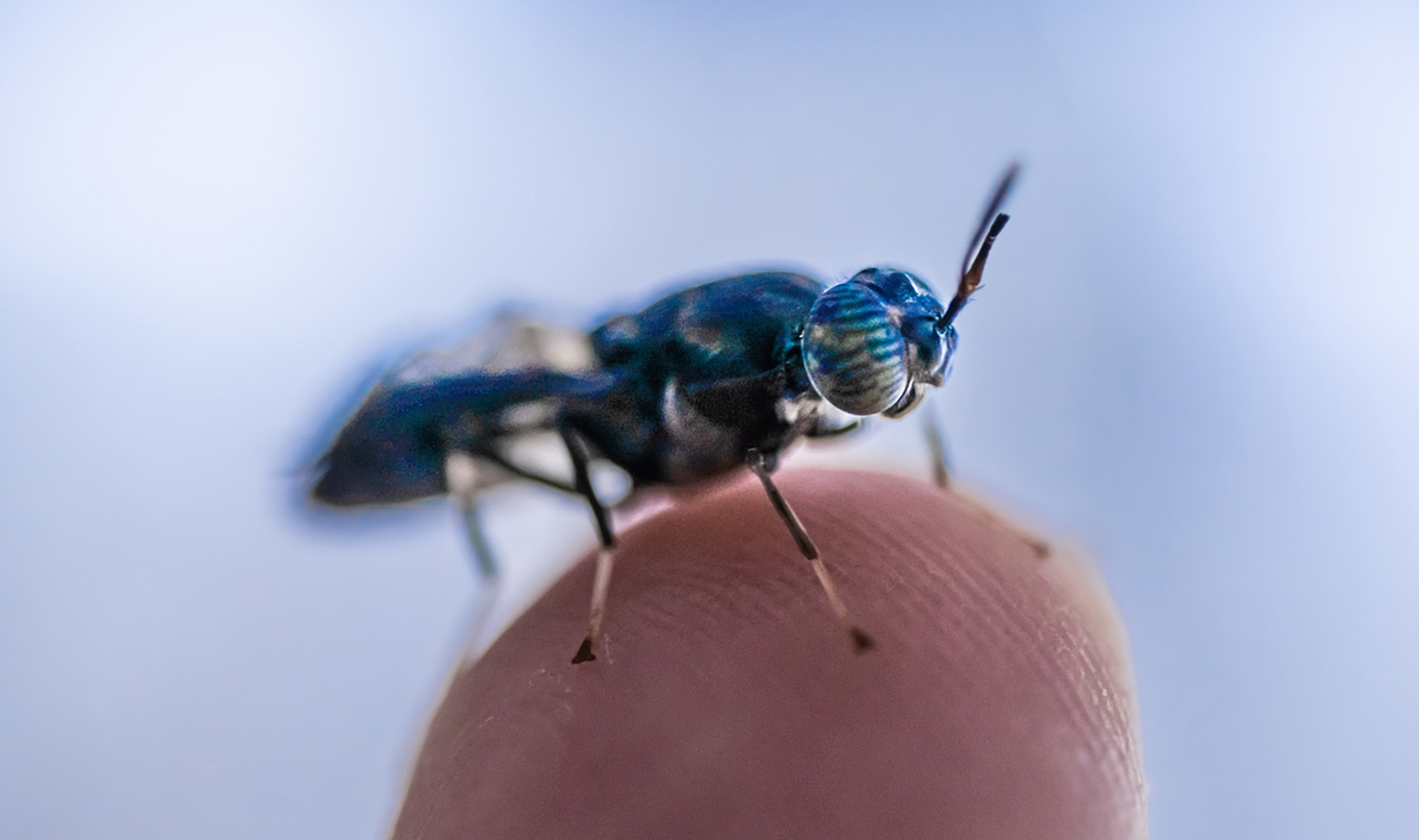 A black soldier fly sits on a fingertip.