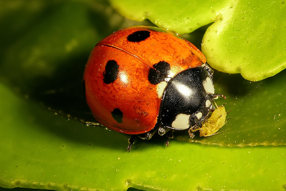 A ladybug sits on a leaf and eats an aphid.