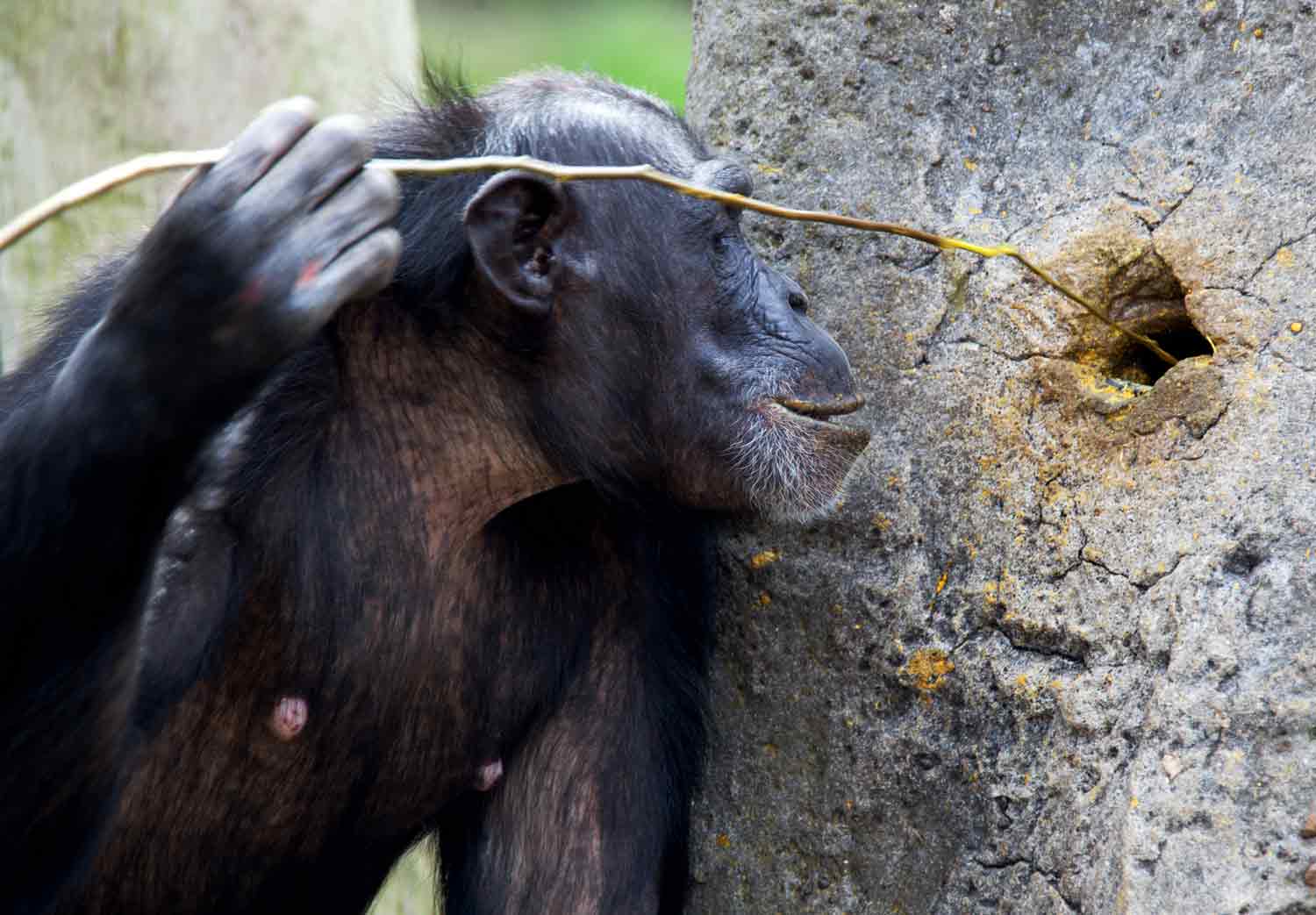 A chimpanzee places a stick into a hole in a tree trunk.