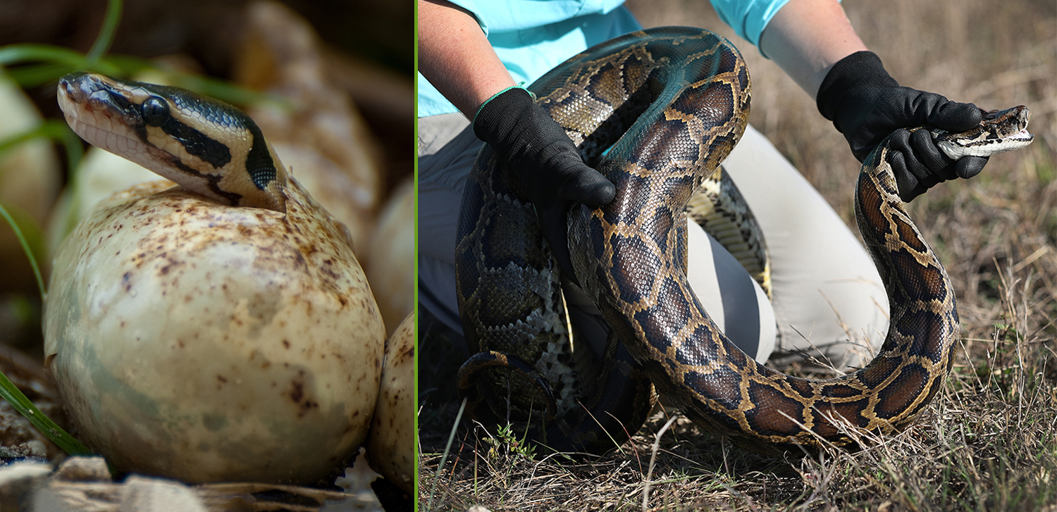 Side by side images of a python hatching and a handler holding an adult python.