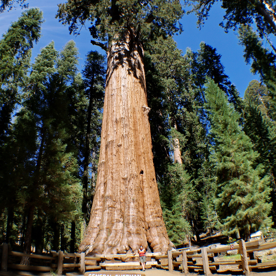 A person stands in front of an extremely large tree.