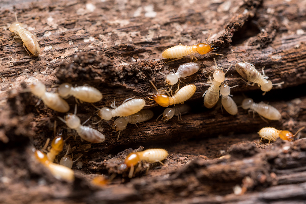 Many termites are on a dead log.