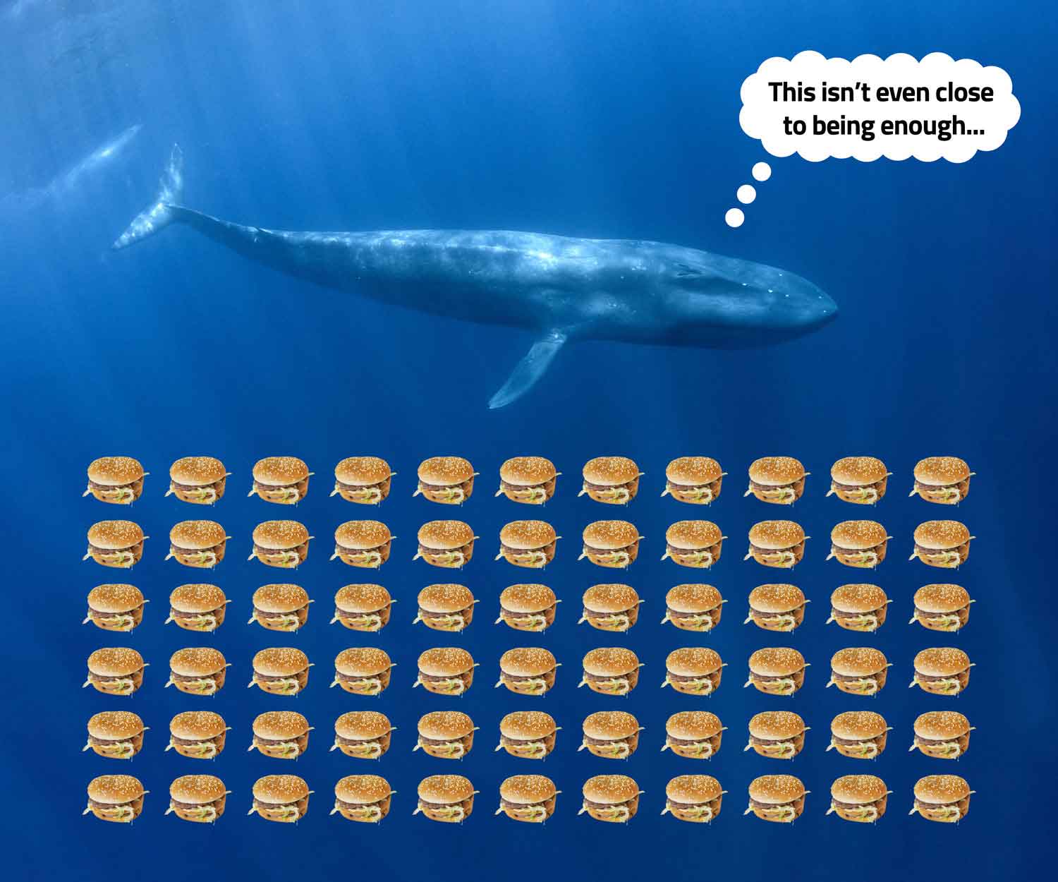 A blue whale looks at several Big Macs and thinks “This isn’t even close to being enough.”