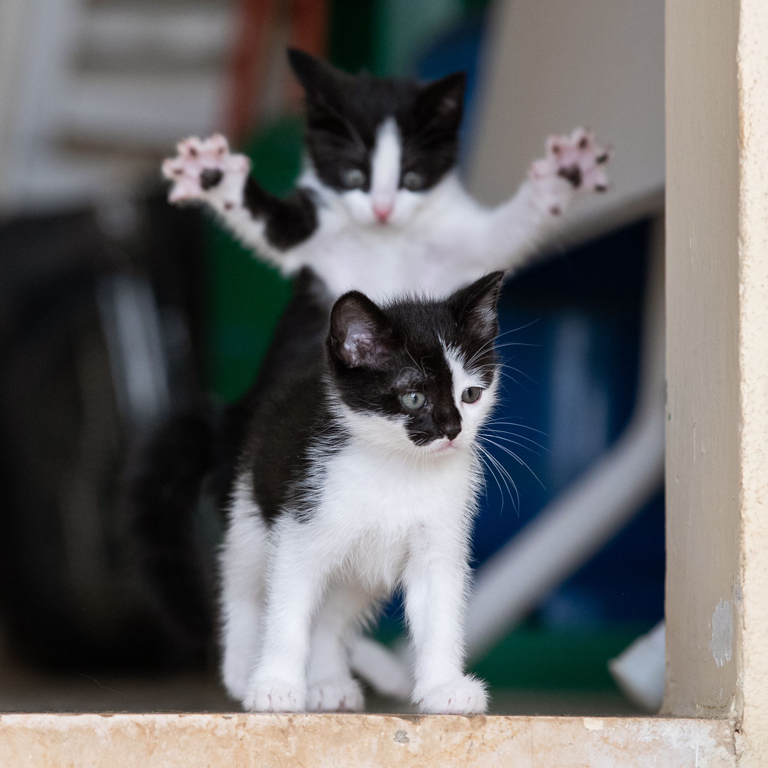 A kitten looks out a window as another kitten looms behind it with its front paws outstretched.