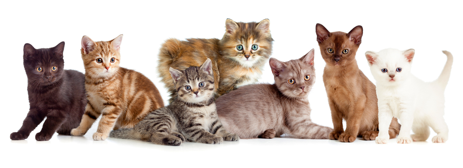 Seven kittens of different breeds against a white background.