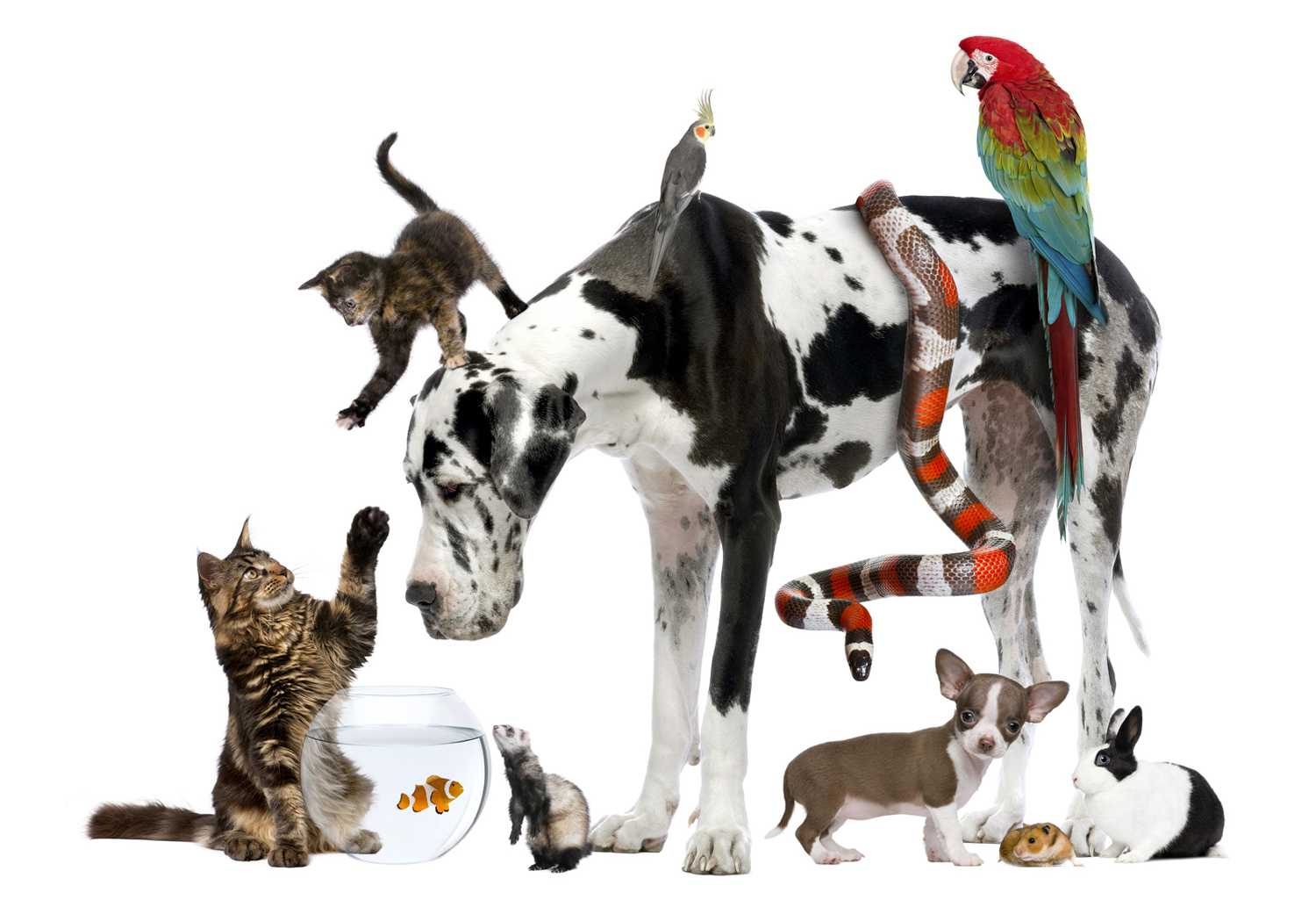 A group of pets includes two cats, two dogs, fish, a snake, a turtle, a hamster, a ferret, a parrot, and a rabbit.