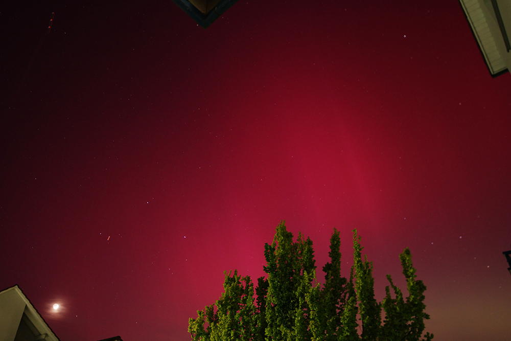 A treetop against a red night sky