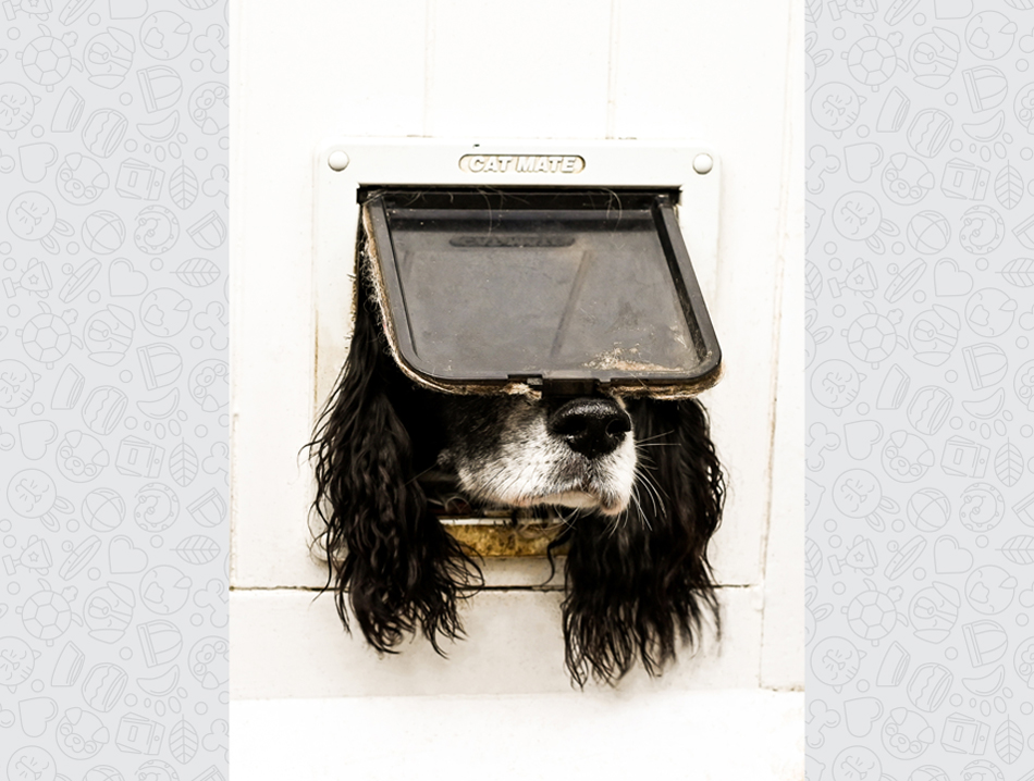 A dog with long fur and black ears has its head halfway through a cat door.