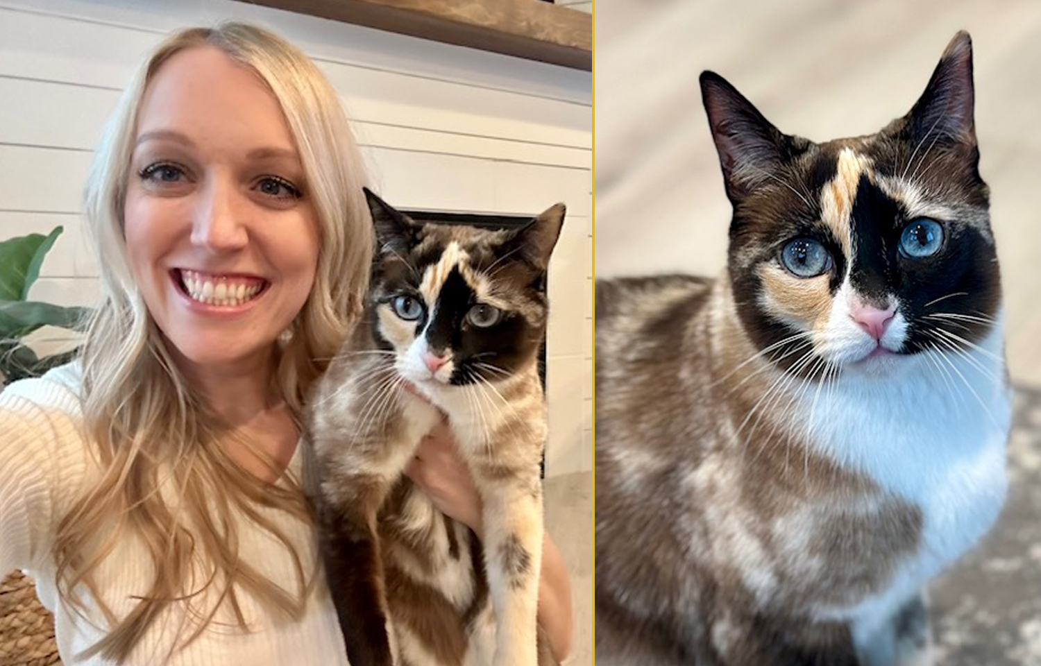 Side by side of a woman holding a cat and a closeup of the cat.