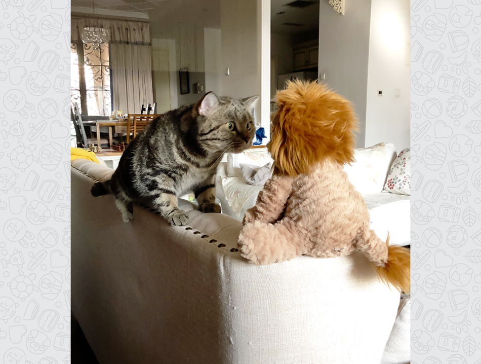 A cat sits on the back of a couch and stares at a stuffed lion with wide eyes.
