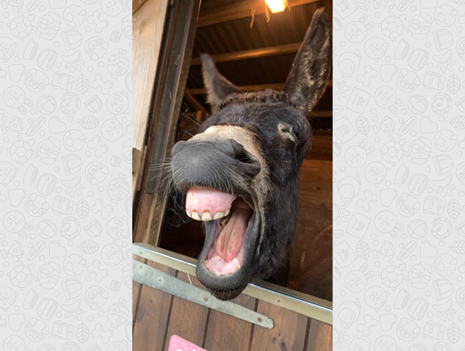 A donkey in a stall brays and shows its teeth.