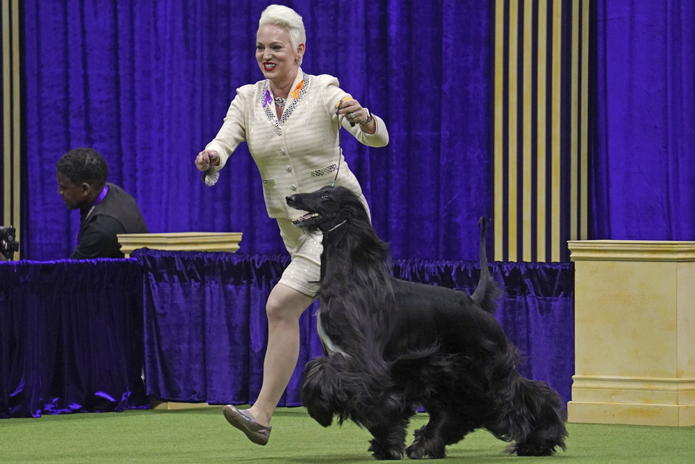 A black dog with long fur runs alongside a woman in a suit.