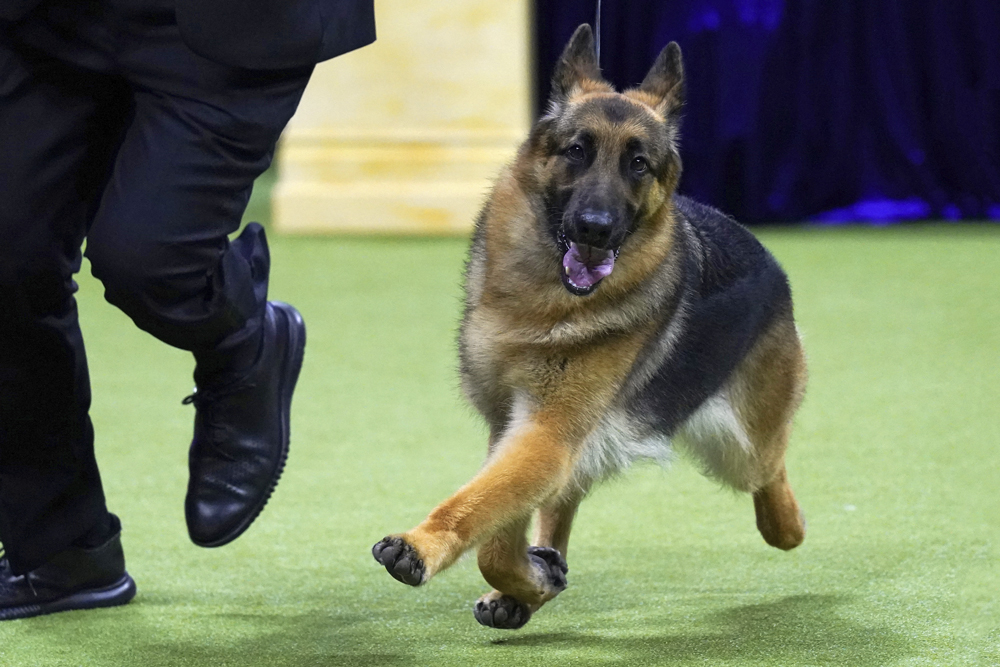 A German shepherd runs on a green carpet as a person’s feet can be seen next to it.