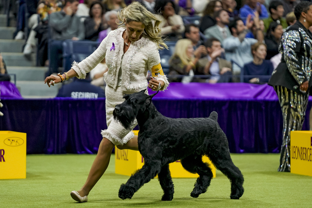 A large black schnauzer walks next to a woman in a suit.