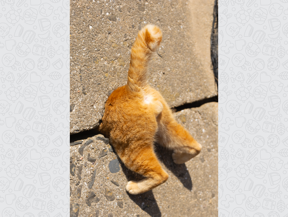 An orange cat has climbed into a crack in concrete so that only its rear end can be seen.