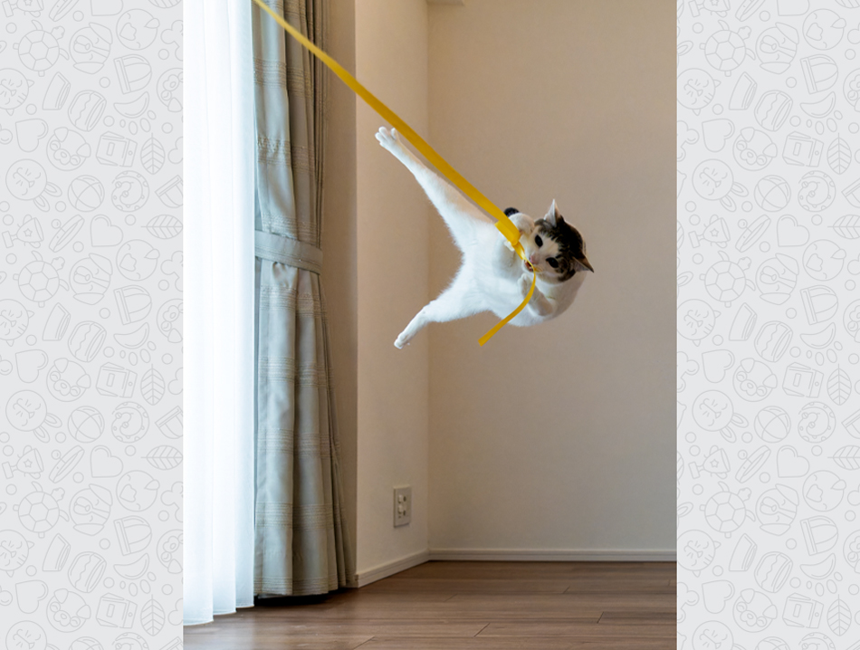 A cat is in midair as it clutches and bites on a ribbon that is attached to a wall.